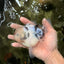 CHONKY A Grade Marble Oranda Male 5 inches #050126OR_07