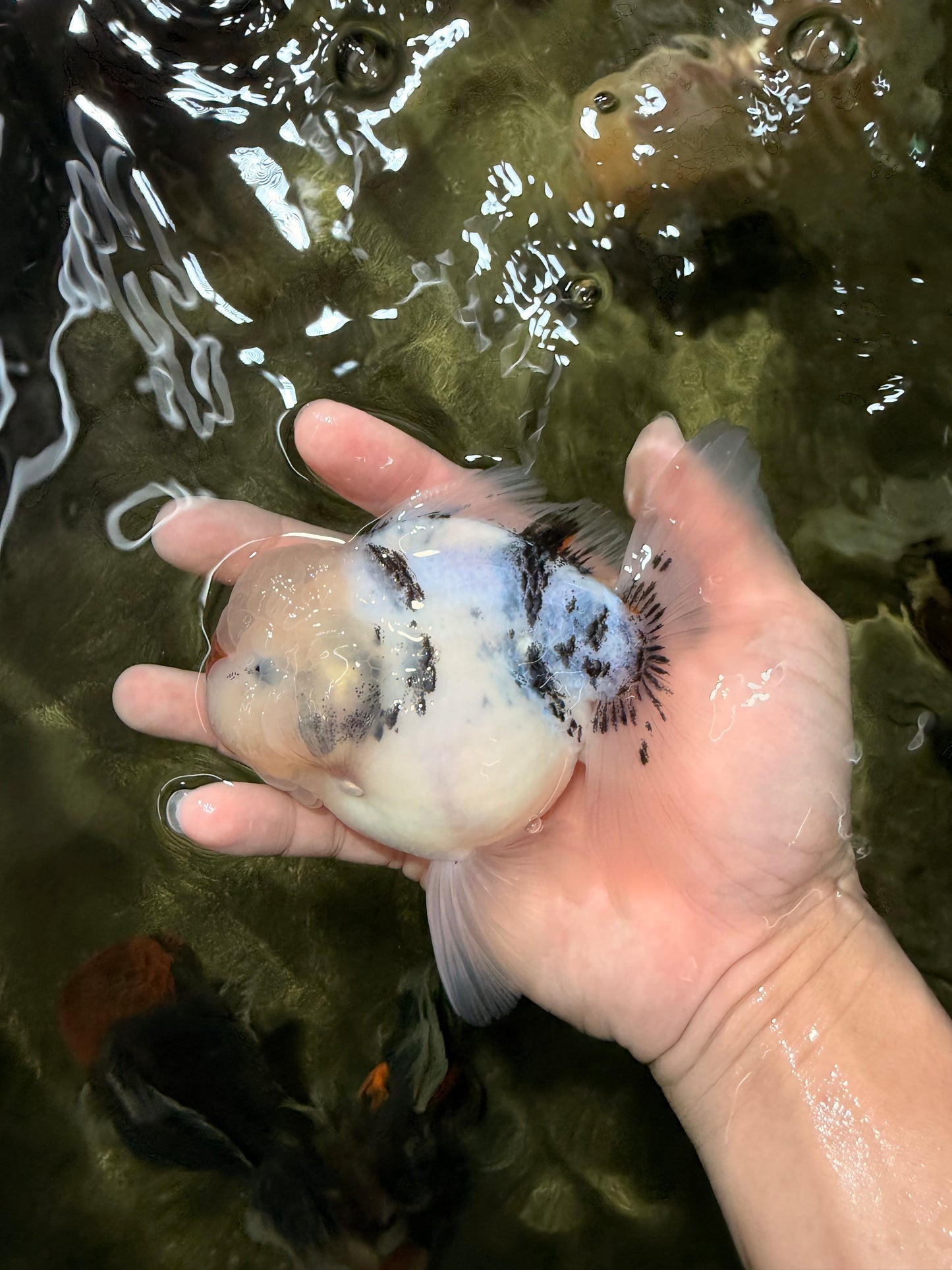 CHONKY A Grade Marble Oranda Male 5 inches #050126OR_07