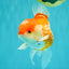A Grade Polkadot Red White Oranda Male 5.5 inches #100926OR_13