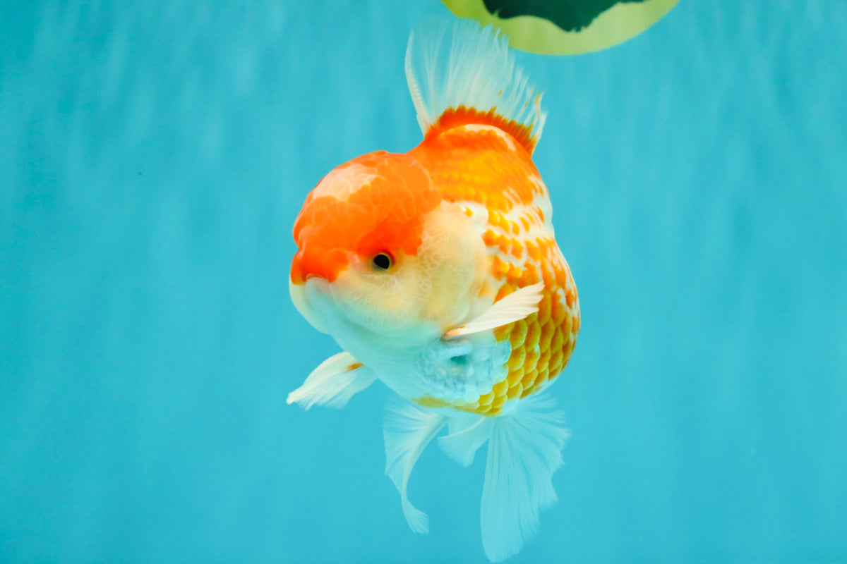 A Grade Polkadot Red White Oranda Male 5.5 inches #100926OR_13