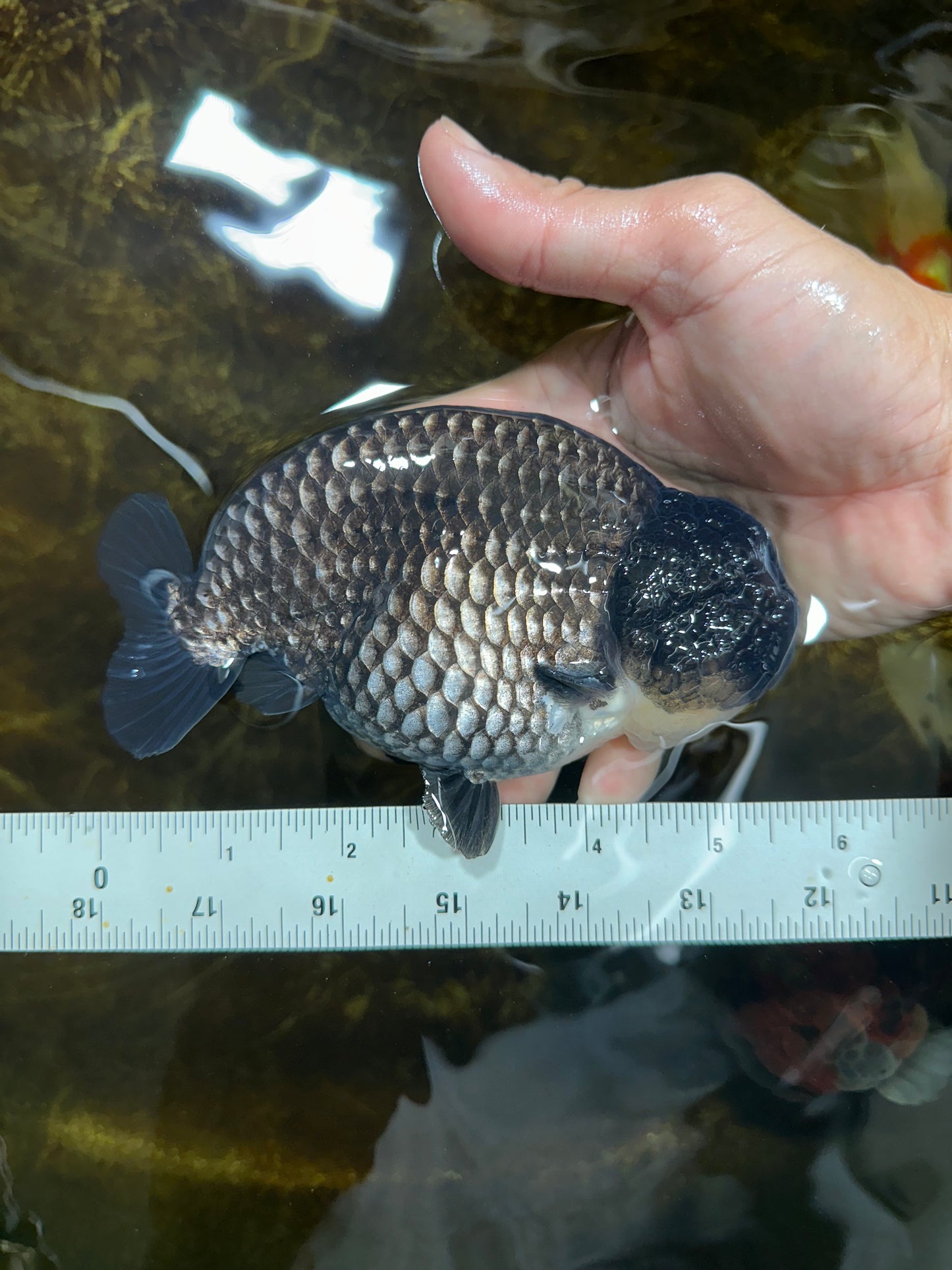 AAA Grade CHONKY Black Blue LionKing 5.5 inches #090525LC_05