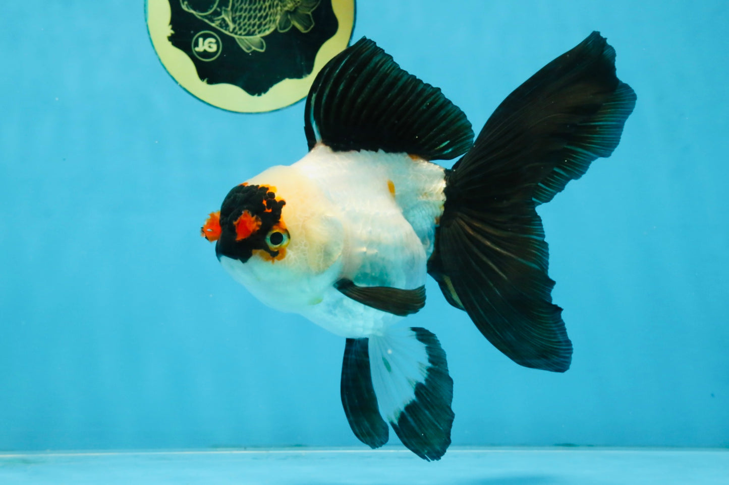 Little Pompom Tricolor Oranda Female 5.5 inches #111425OR_16