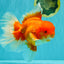 JUMBO AAA Grade Red White Oranda Male 8.5 inches #071726OR_01