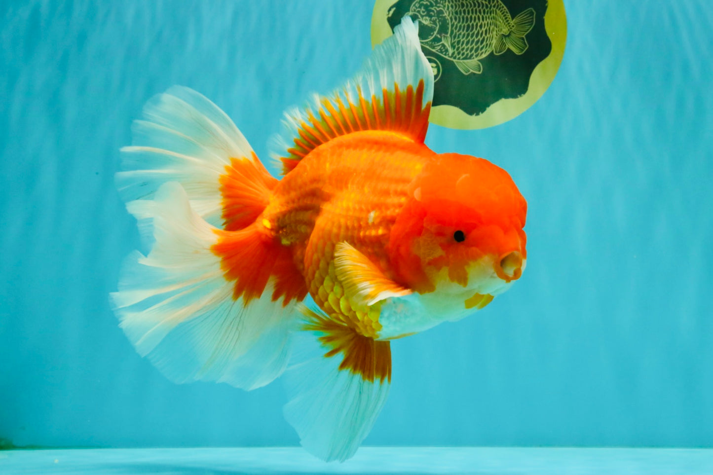JUMBO AAA Grade Red White Oranda Male 8.5 inches #071726OR_01