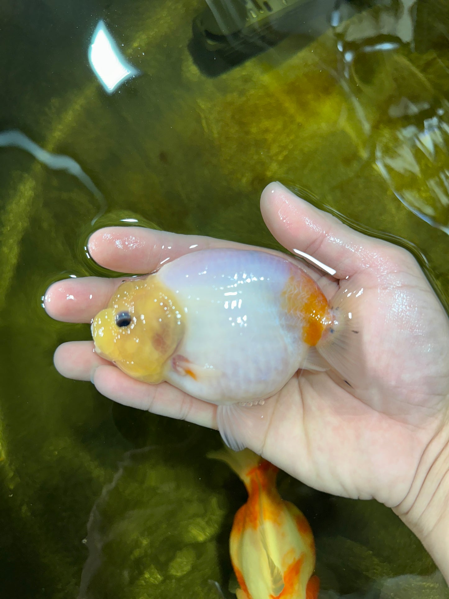 A Grade Sakura Button Eyes LionQueen 4 inches #050925LC_09