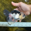 A Grade Panda Button Eyes Oranda Male 5-5.5 inches #091925OR_06