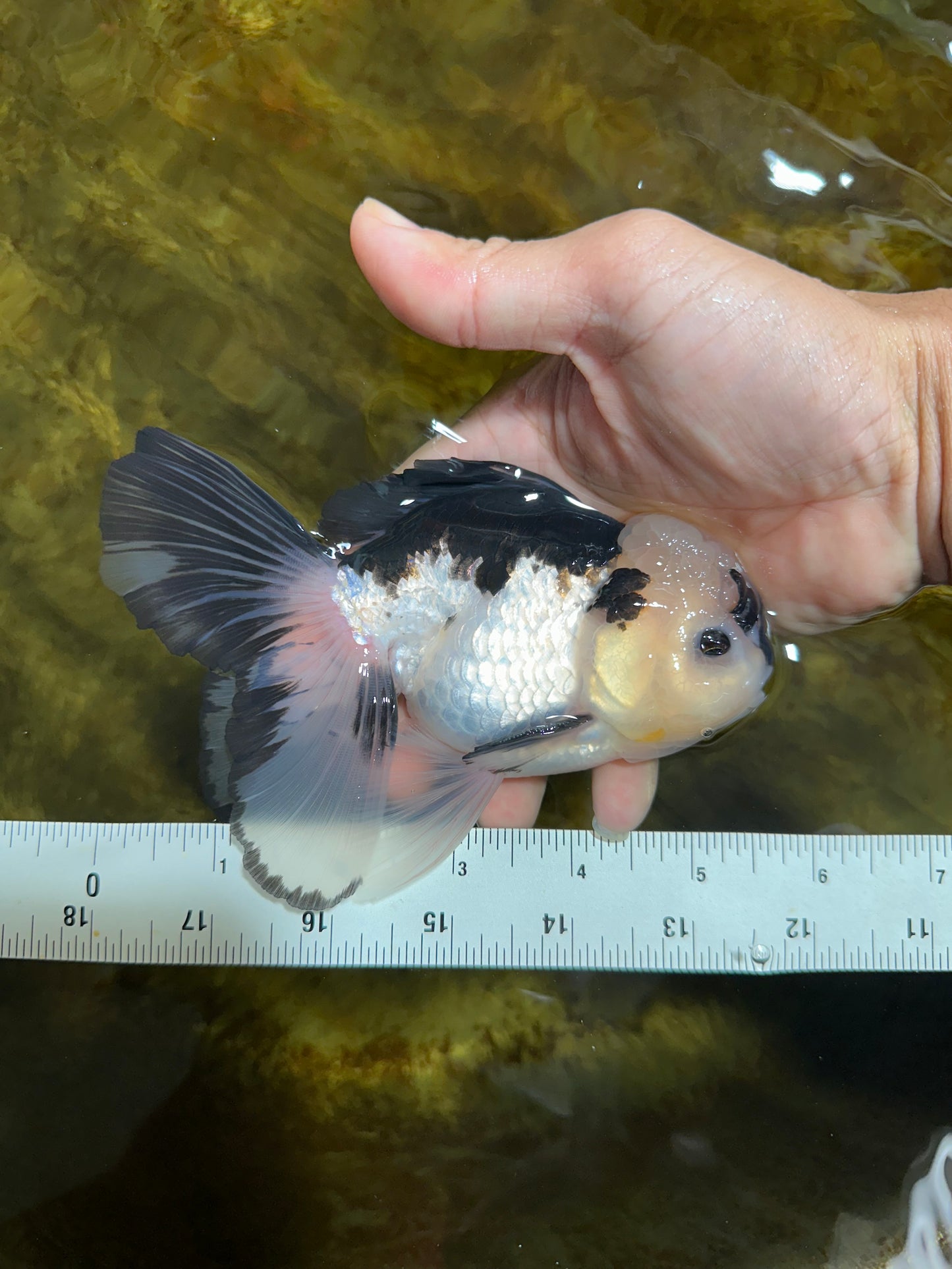 A Grade Panda Button Eyes Oranda Male 5-5.5 inches #091925OR_06