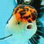 AAA Grade Lava Head Tricolor Oranda Female 5 inches #0510OR_11