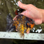 CHONKY A Grade Tiger Oranda Male 5-5.5 inches #090426OR_04