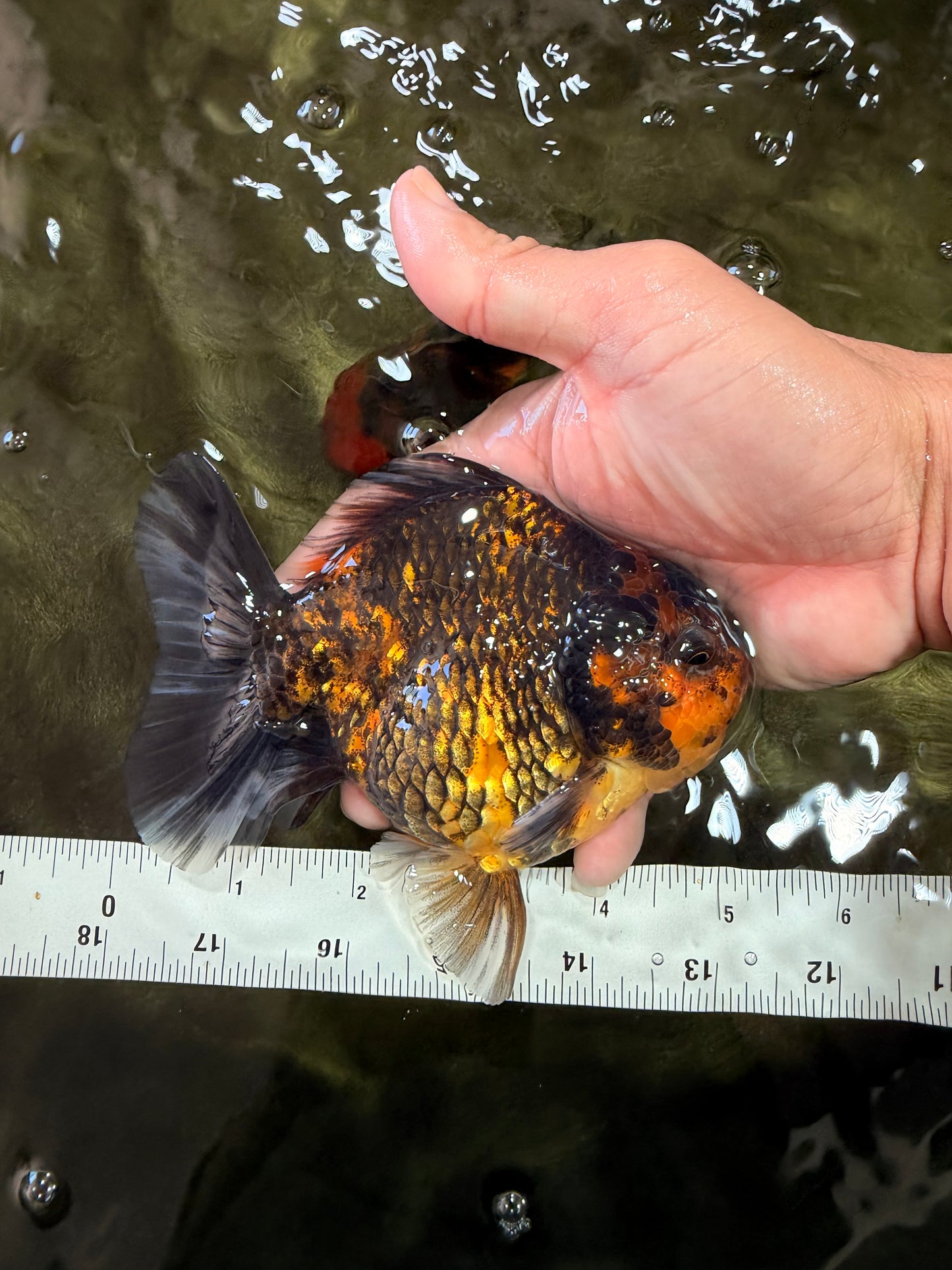 CHONKY A Grade Tiger Oranda Male 5-5.5 inches #090426OR_04