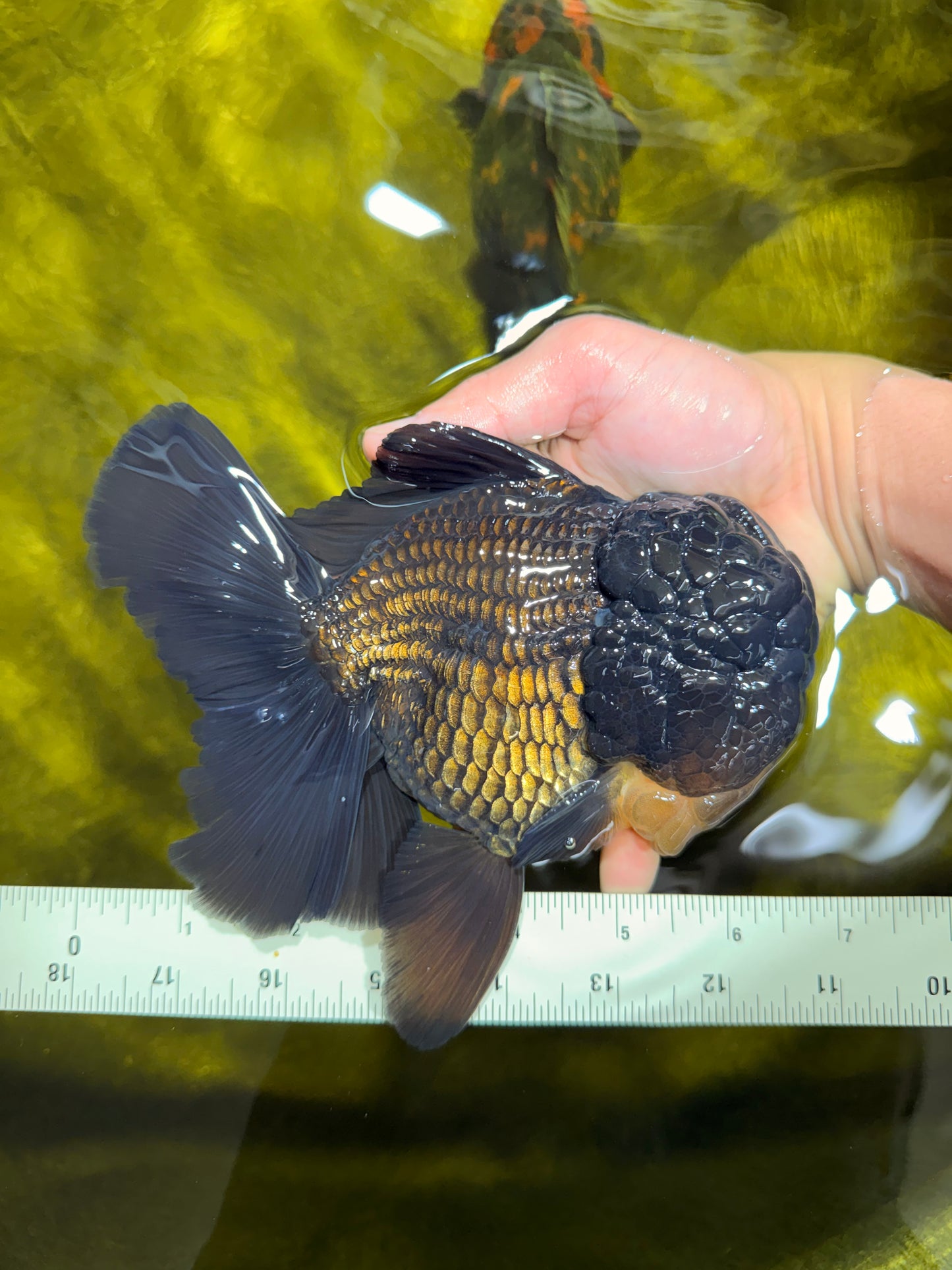 GODZILLA AAA Grade Black Oranda Male 6.5 inches #022026OR_04
