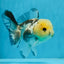 Panda Button Eyes Oranda Male 4.5 inches #0920OR_20