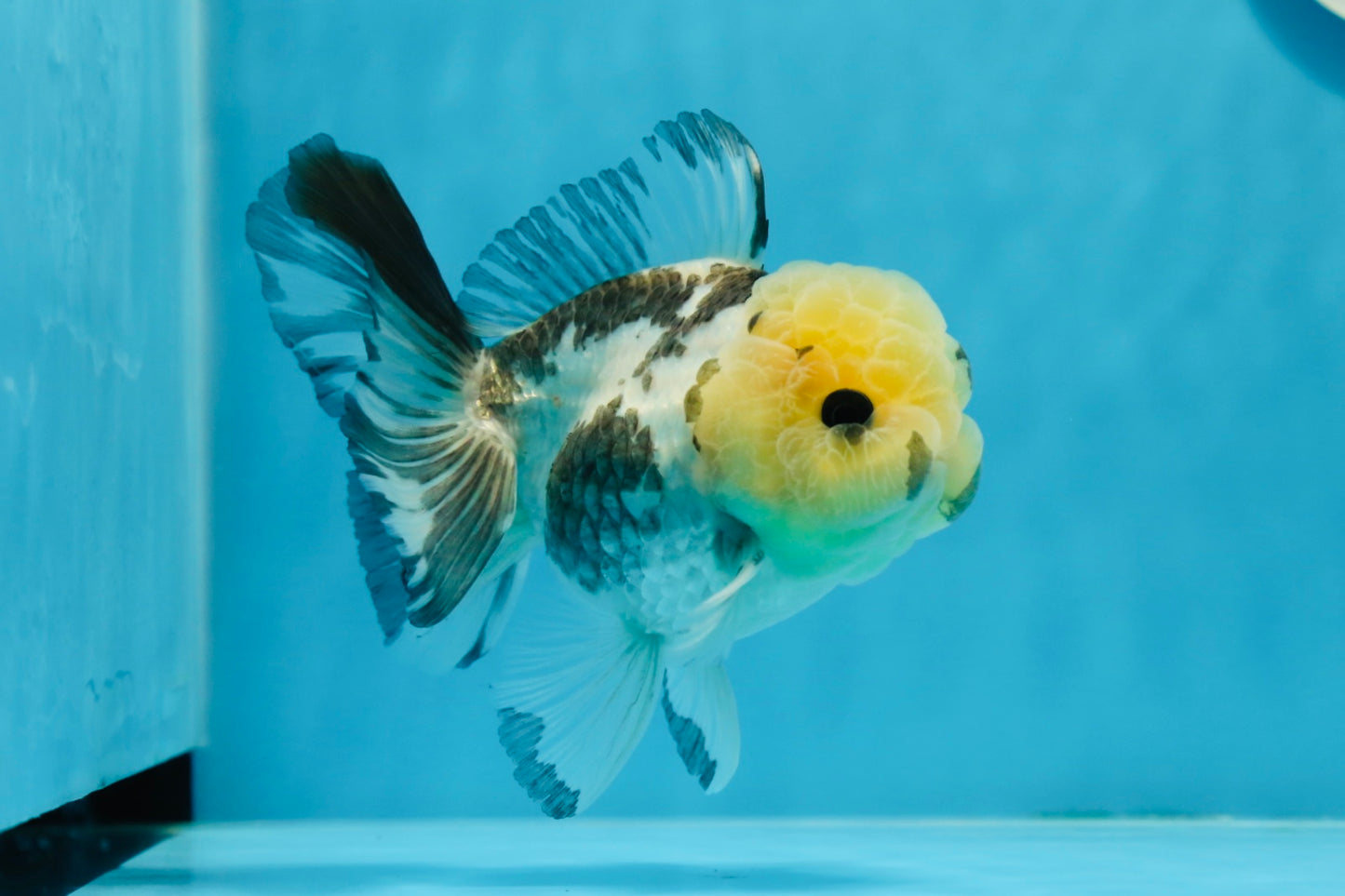 Panda Oranda macho con ojos de botón de 4,5 pulgadas #0920OR_20