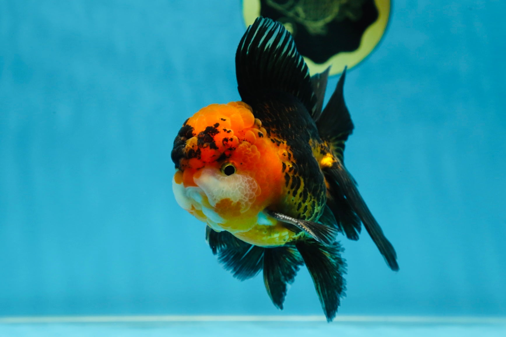 A Grade Dragon Tricolor Oranda Male 5 inches #060625OR_18 – Jimmy