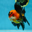 A Grade Dragon Tricolor Oranda Male 5 inches #060625OR_18