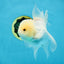A Grade Snow White Oranda Male 5.5 inches #070425OR_16
