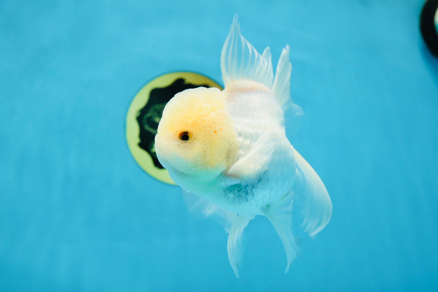 A Grade Snow White Oranda Male 5.5 inches #070425OR_16