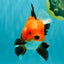 A Grade Apache Oranda Male 6 inches #080726OR_05