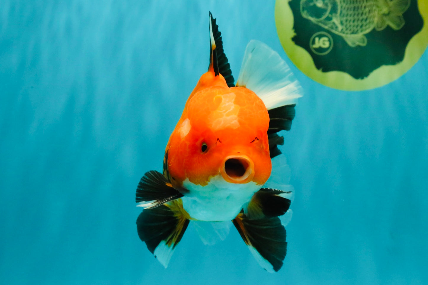 A Grade Apache Oranda Male 6 inches #080726OR_05