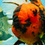 CHONKY AAA Grade Tiger Oranda Male 7.5 inches #092526OR_01