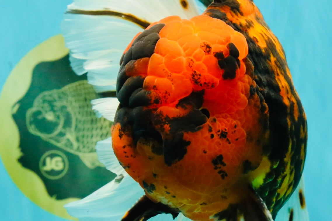 CHONKY AAA Grade Tiger Oranda Male 7.5 inches #092526OR_01
