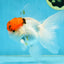 A Grade Tricolor Oranda Male 5.5 inches #062725OR_18