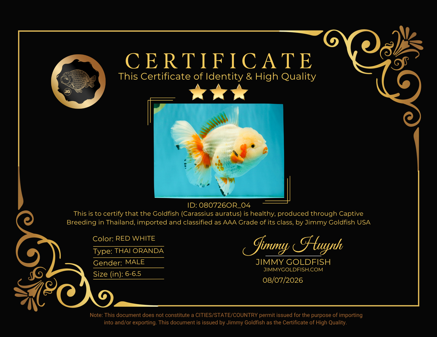 SUPER CUTE AAA Grade Red White Oranda Male 6-6.5 inches #080726OR_04
