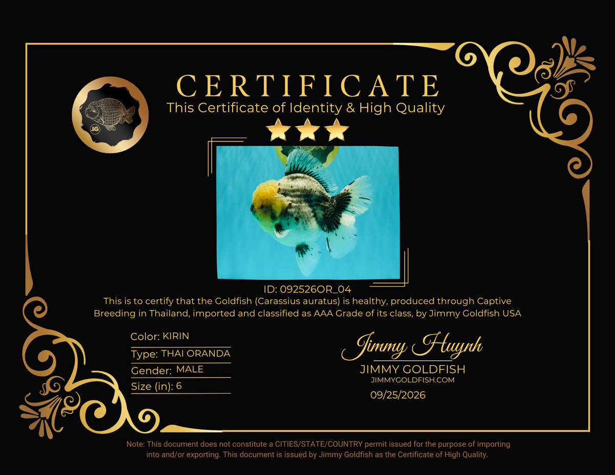 AAA Grade Kirin Oranda Male 6 inches #092526OR_04