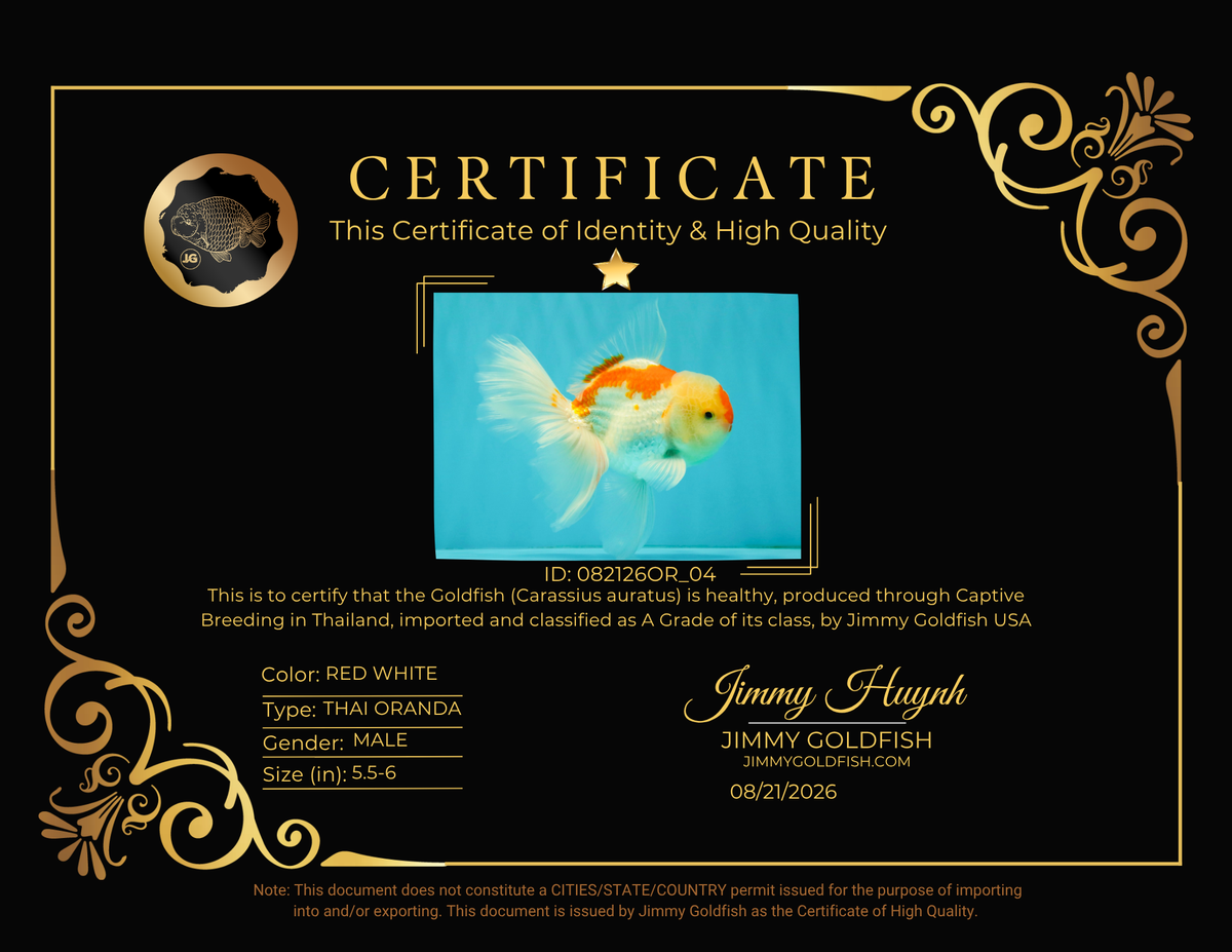 A Grade Red White Oranda Male 5.5-6 inches #082126OR_04
