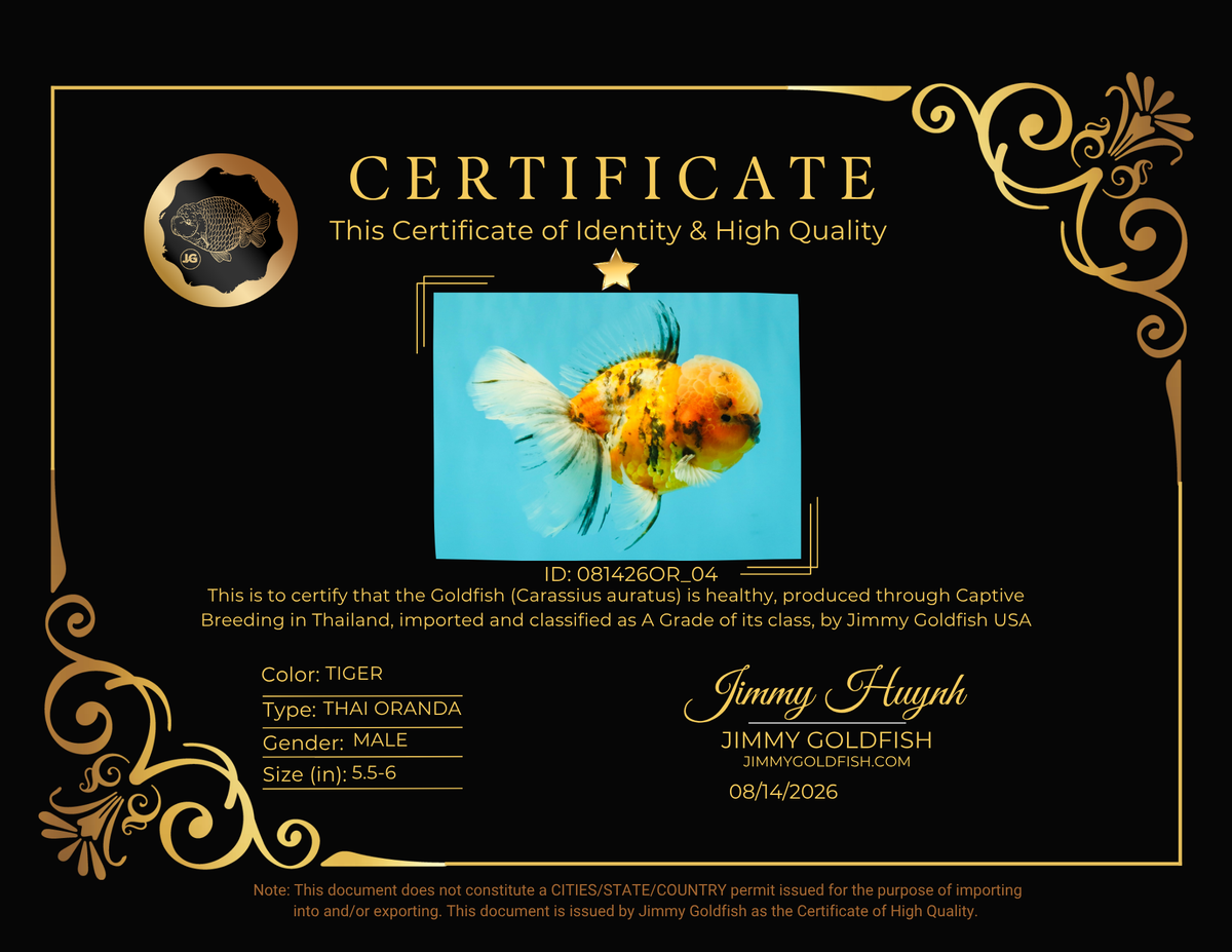 A Grade Tiger Oranda Male 5.5-6 inches #081426OR_04