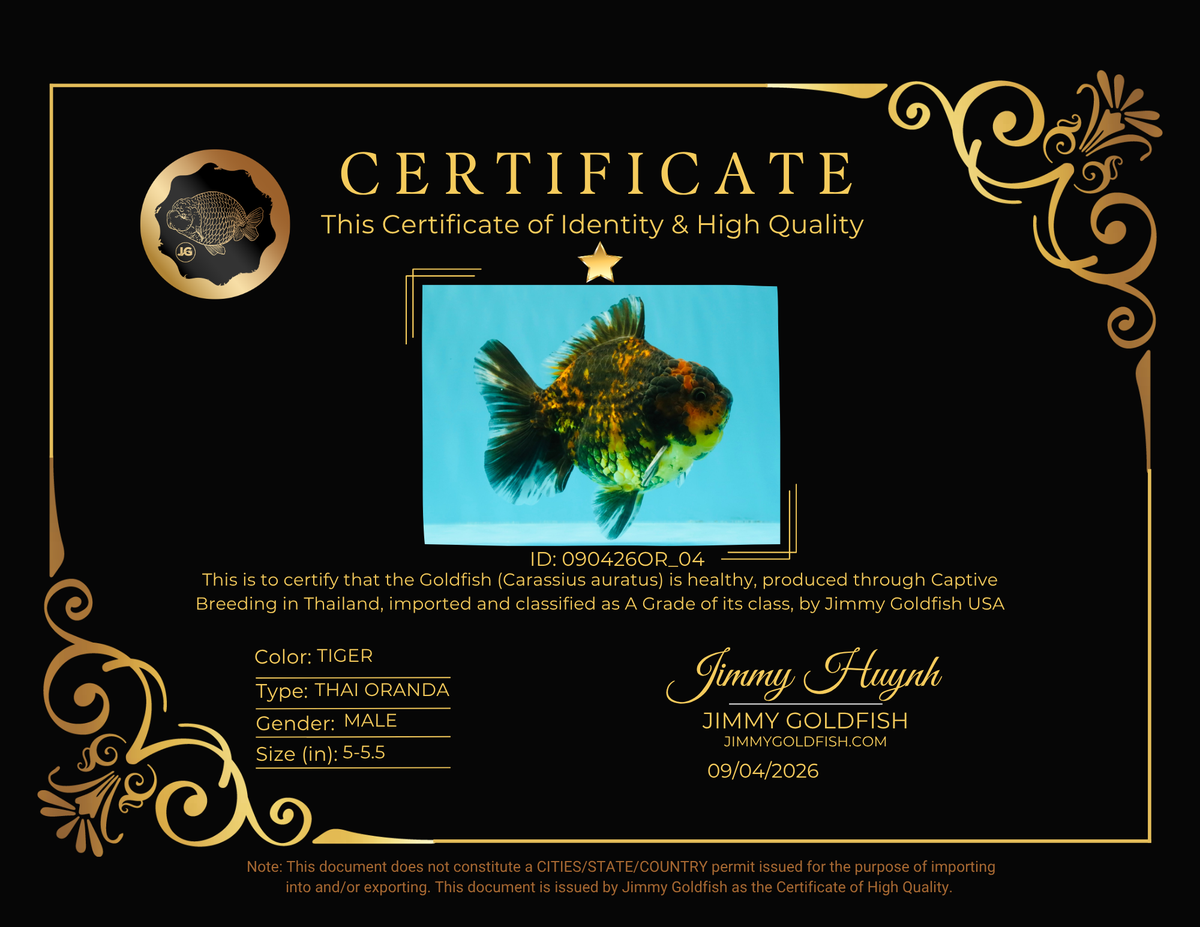 CHONKY A Grade Tiger Oranda Male 5-5.5 inches #090426OR_04