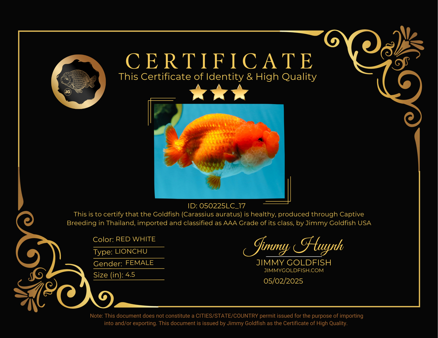 TOP WEN AAA Grade SUPER WEN Red White LionQueen 4.5 inches #050225LC_17