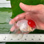 A Grade Red Cap Oranda Male 4  inches #0906OR_26