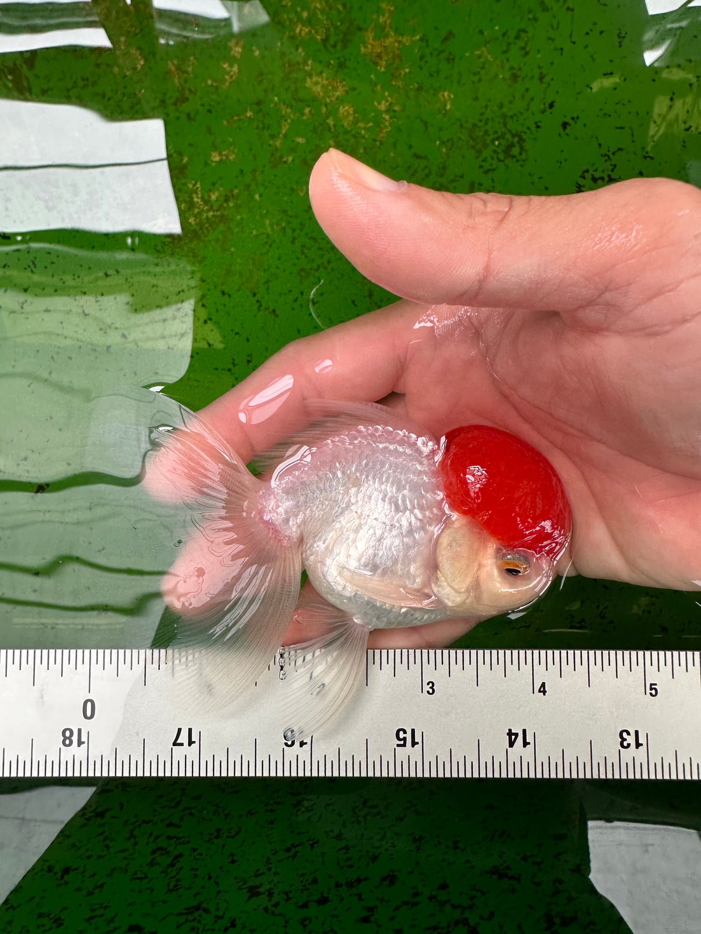 Oranda macho de gorra roja de grado A de 4 pulgadas n.° 0906OR_26