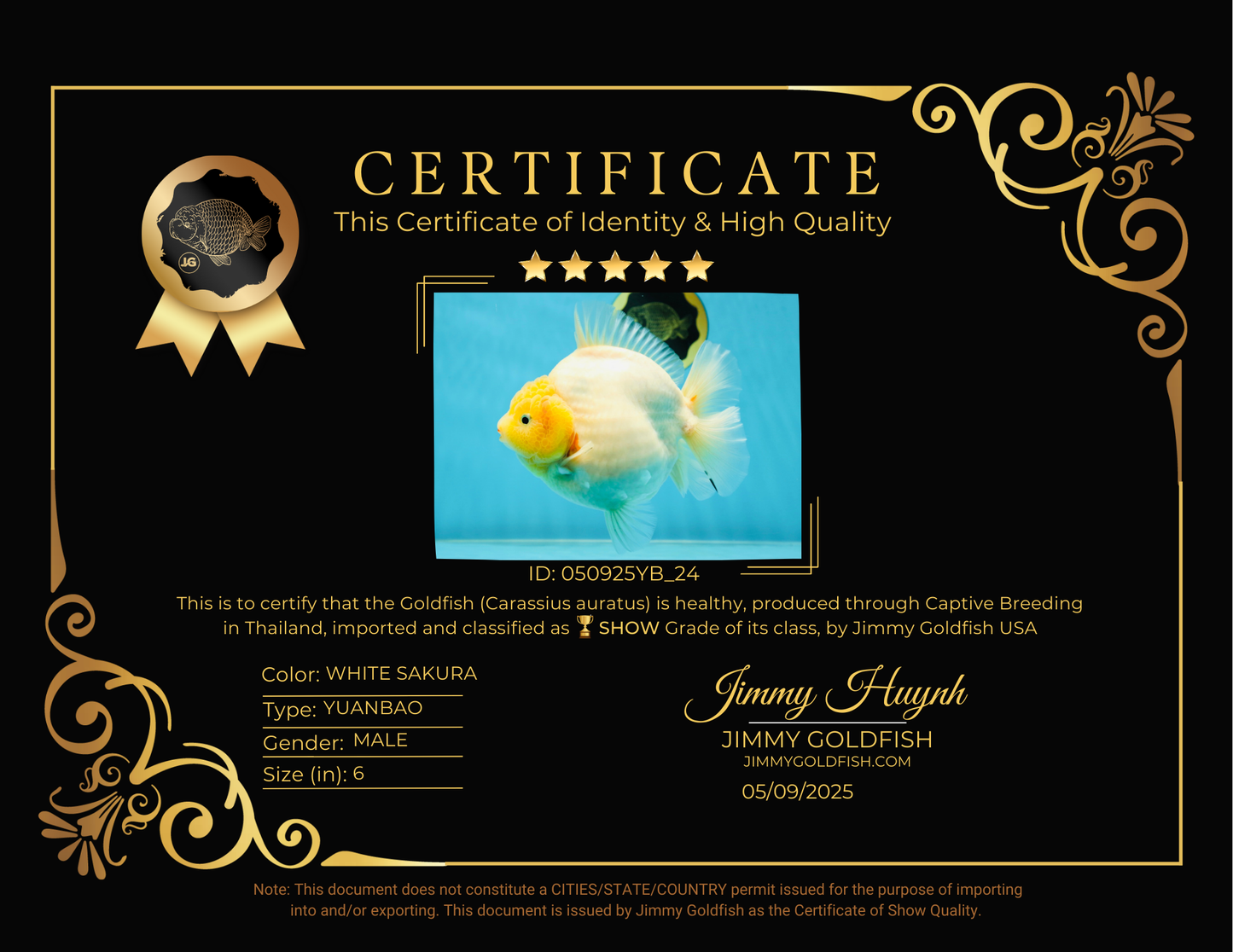 SHOW GRADE Godzilla Sakura Yuanbao Male 6 inches #050925YB_24