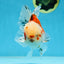 A Grade Young Godzilla Sakura Oranda Male 5.5 inches #080825OR_18