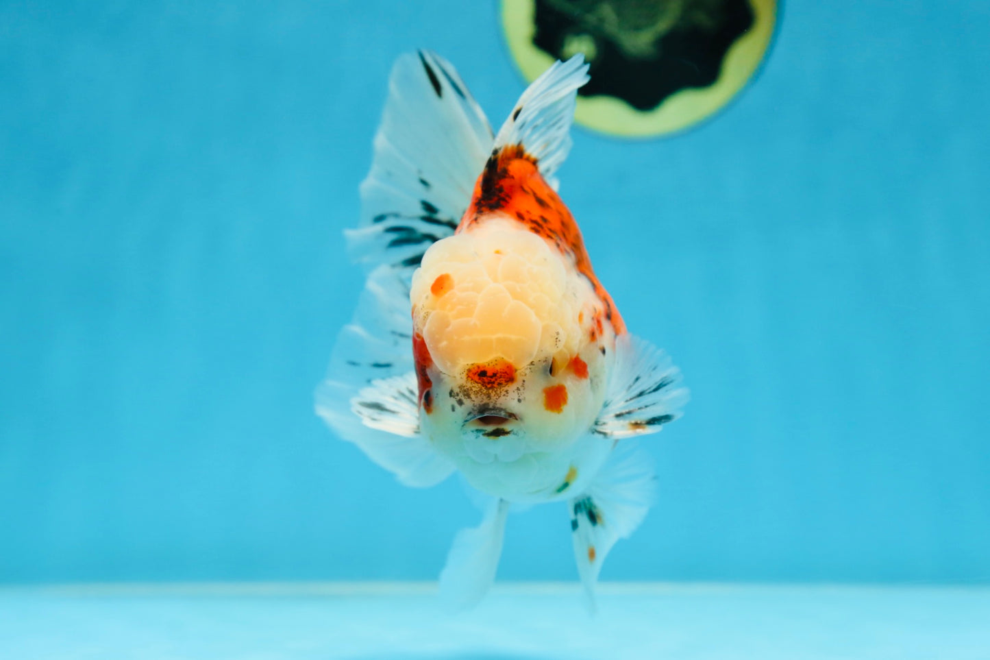 A Grade Young Godzilla Sakura Oranda Male 5.5 inches #080825OR_18