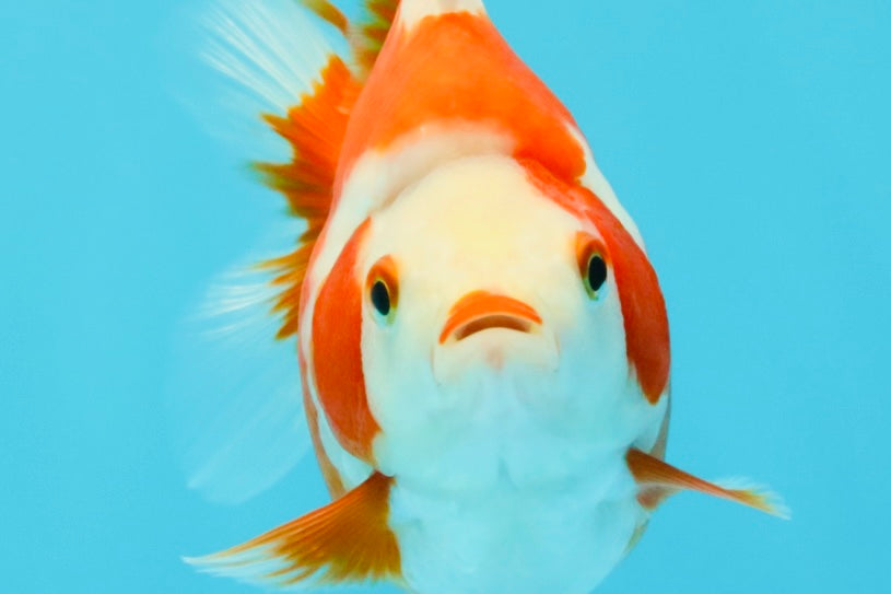 AAA Grade Red White Ryukin Female 4-4.5 inches #030626RK_16