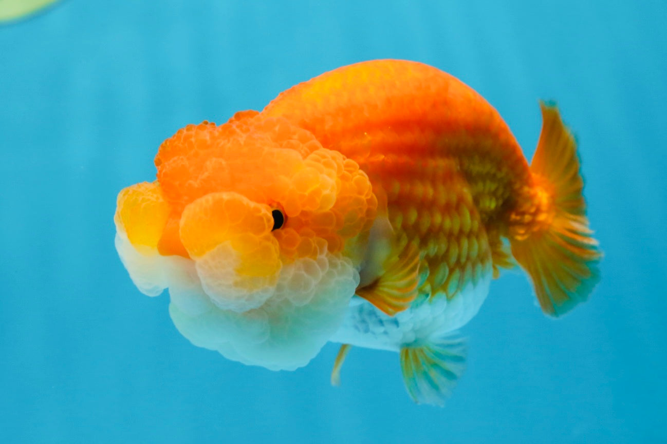 A Grade BIG WEN Red White LionQueen 4-4.5 inches #071125LC_02