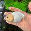 White Lionchu Female 4 inches #0927LC_18