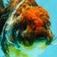AAA Grade Granite Calico Oranda Female 6.5-7 inches #073126OR_03