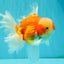 CHONKY A Grade Red White Oranda Male 6 inches #081426OR_06