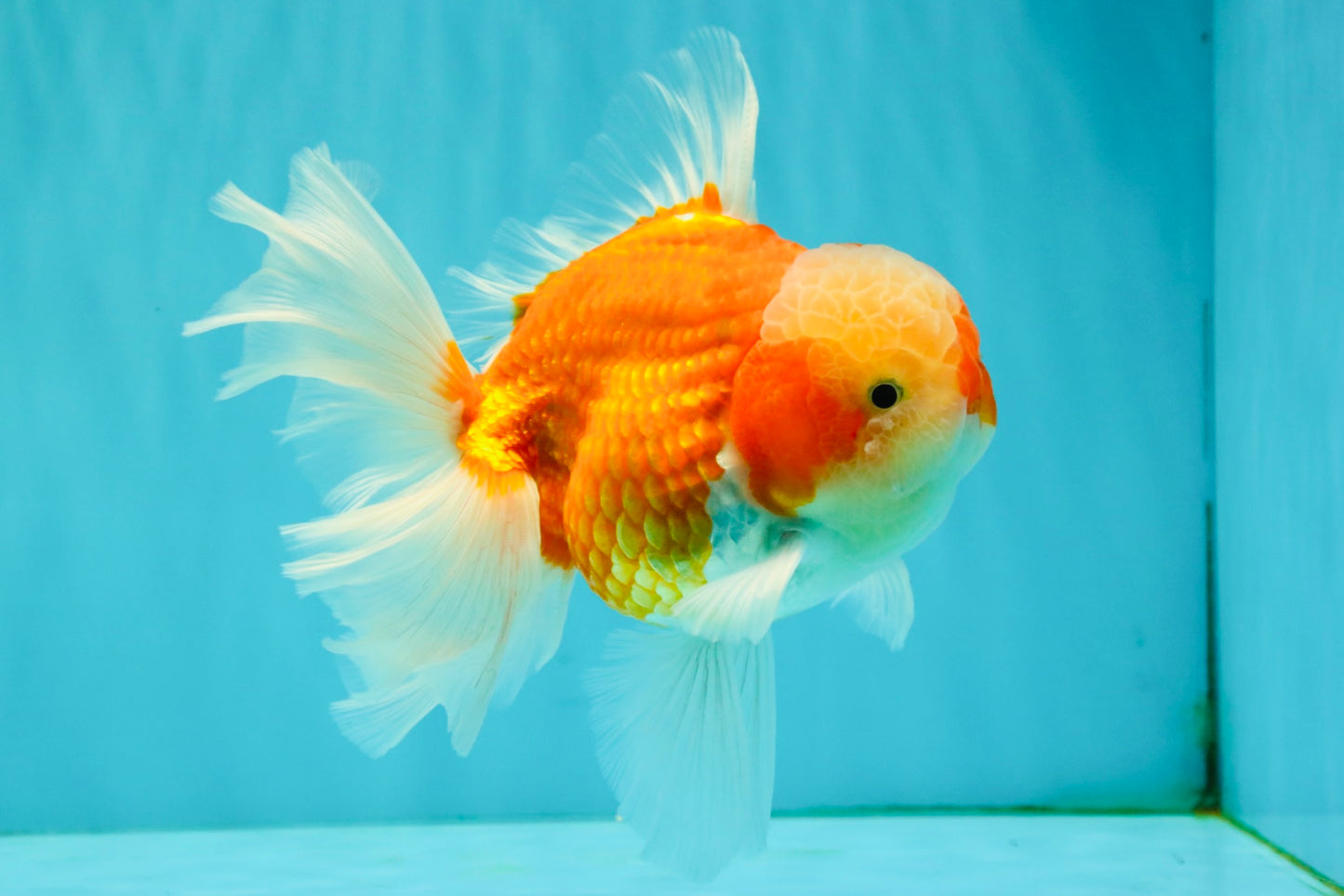 CHONKY A Grade Red White Oranda Male 6 inches #081426OR_06