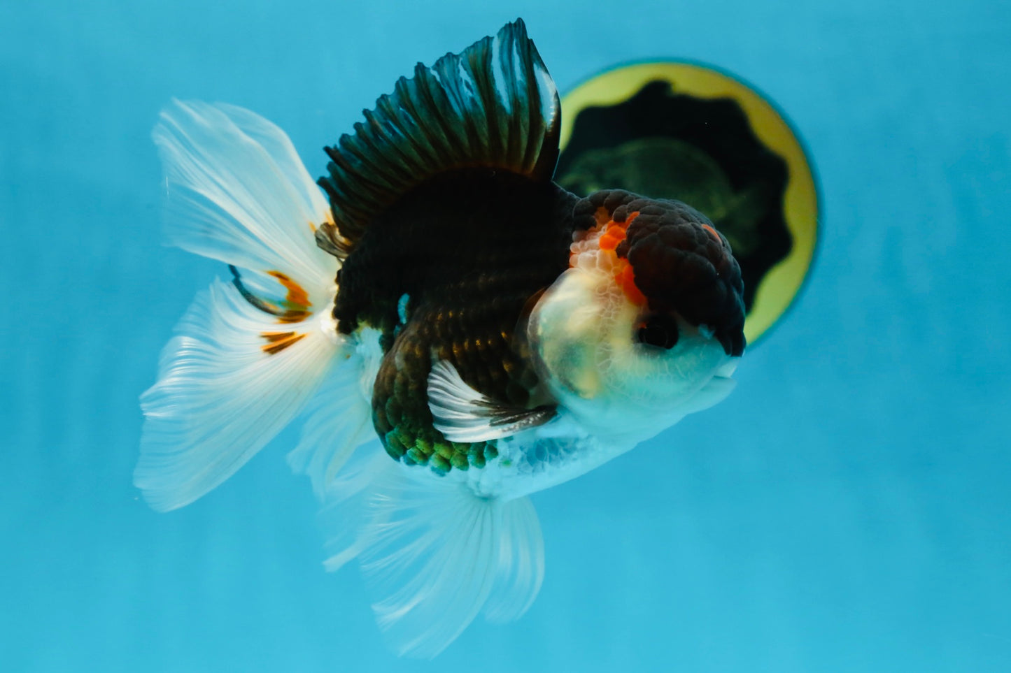 AAA Grade Tricolor  Button Eyes Oranda Male 4.5-5 inches #053025OR_21