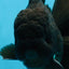 CHONKY AAA Grade Godzilla Black Oranda Male 6  inches #082225OR_13