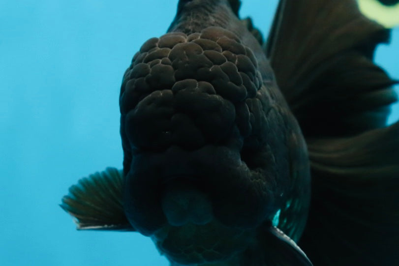 CHONKY AAA Grade Godzilla Black Oranda Male 6  inches #082225OR_13