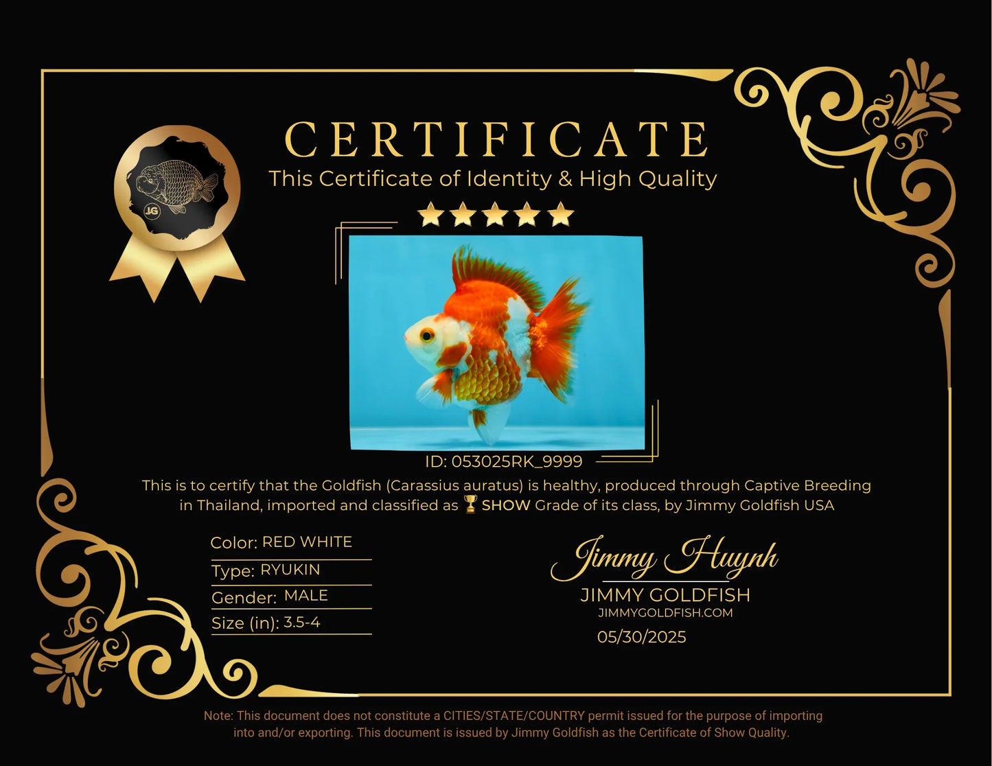 3rd Runner Up SHOW GRADE Red White Ryukin Male 3.5-4 inches #053025RK_9999