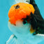 A Grade Red Head Tricolor Oranda Male 5.5 inches #112224OR_10