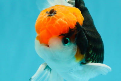 A Grade Red Head Tricolor Oranda Male 5.5 inches #112224OR_10