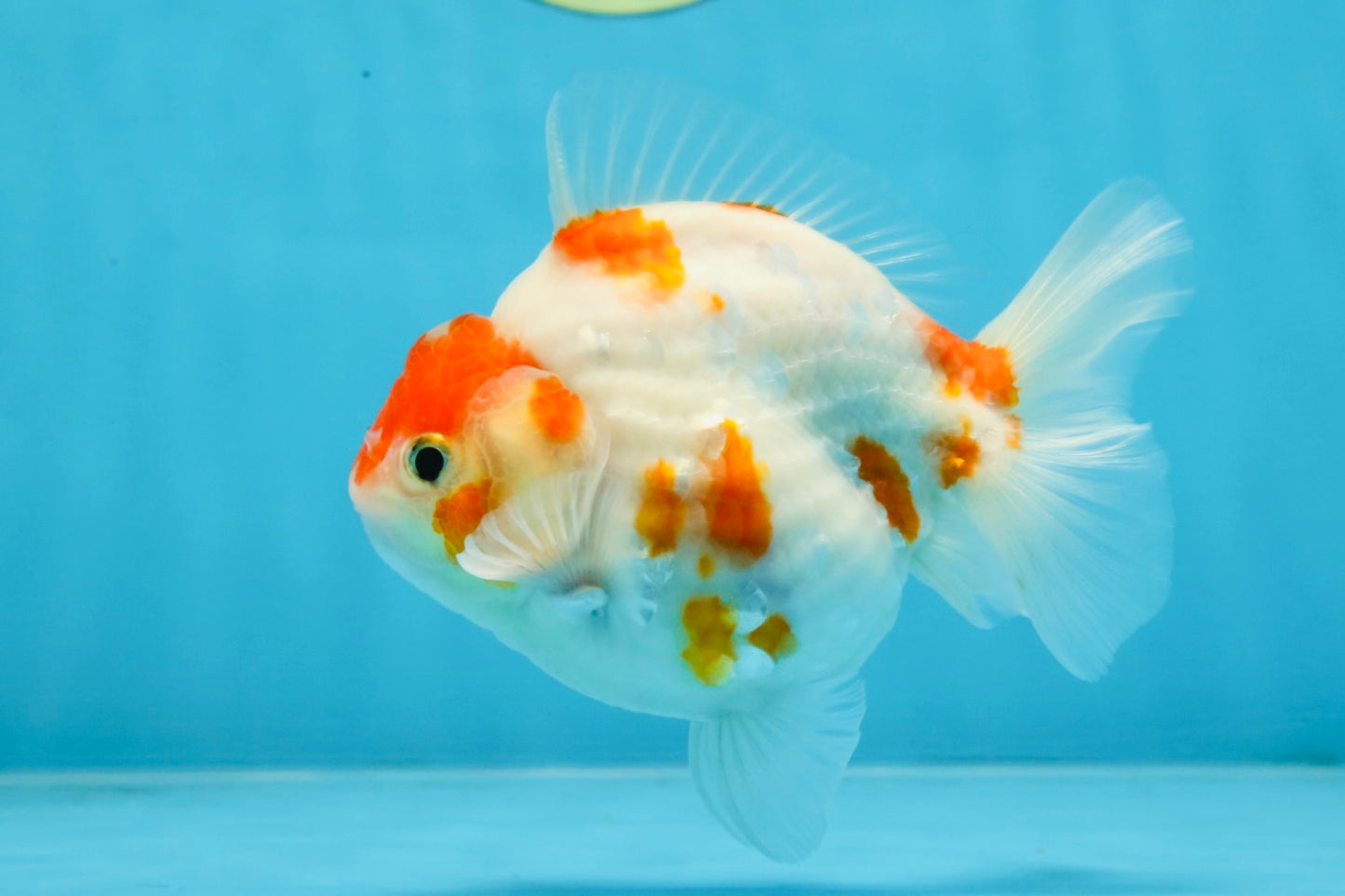 A Grade Young Godzilla Kohaku Sakura Yuanbao Male 4.5 inches #101725YB_28